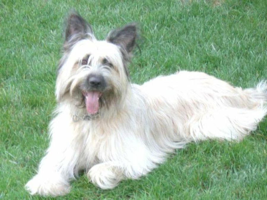 perro tumbado