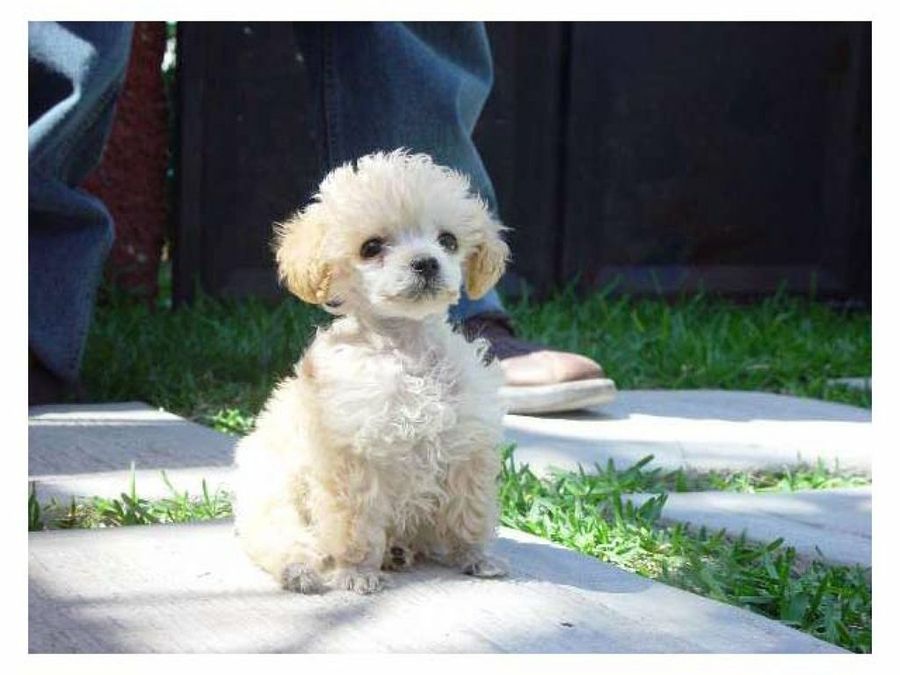 perro sentado