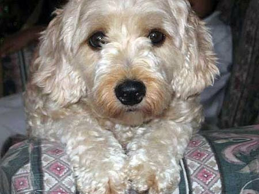 perro pequeño