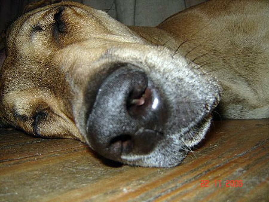 perro dormido
