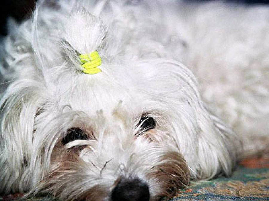 perro