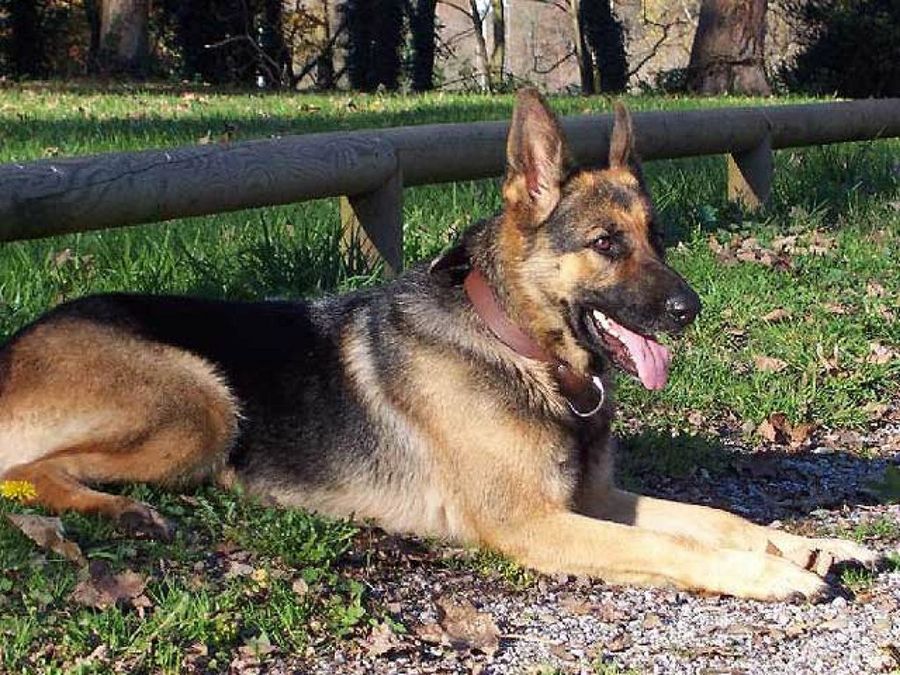 pastor alemán tumbado