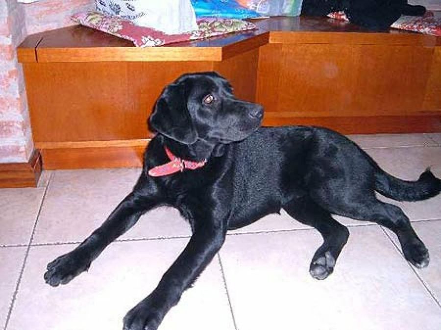 perro negro