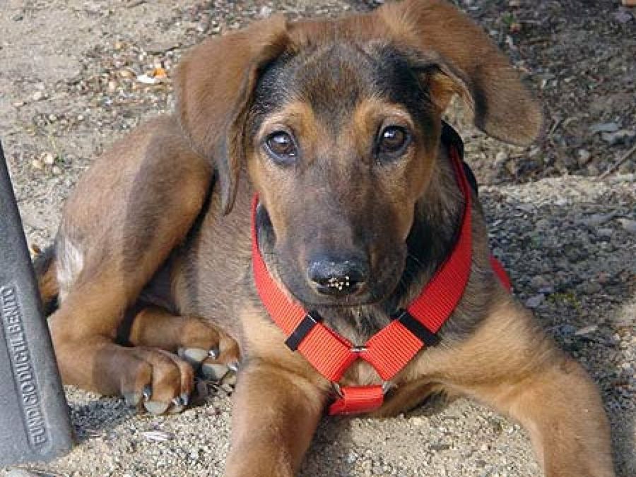 perro marrón