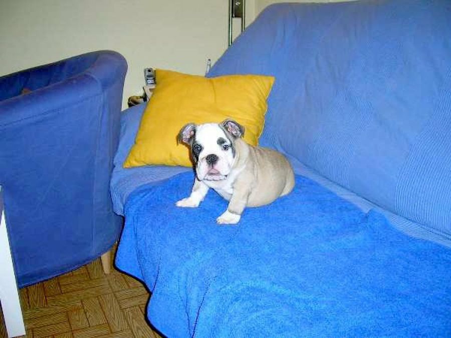 bull dog