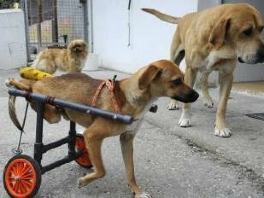 perro con silla de ruedas