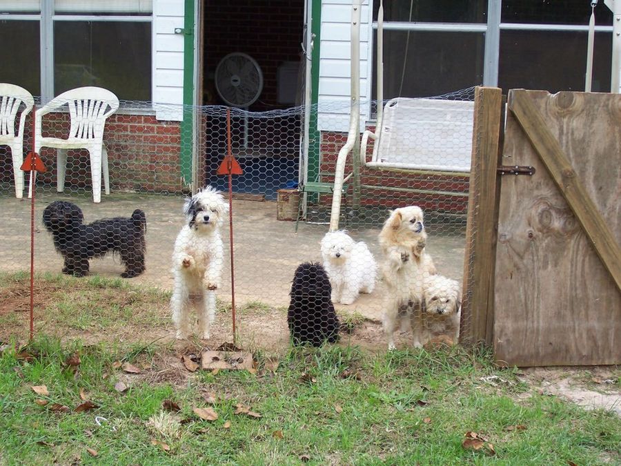 perros valla