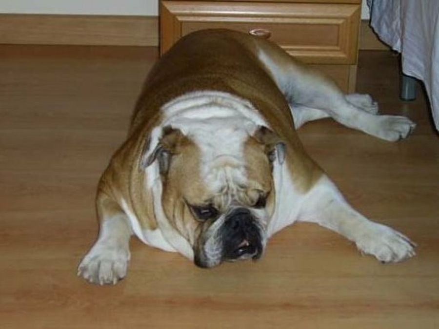 perro