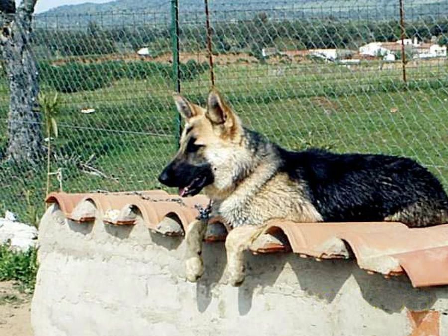 perro en el tejado