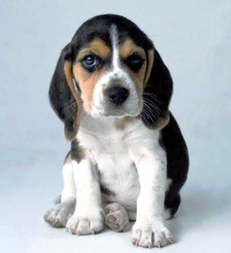 beagle