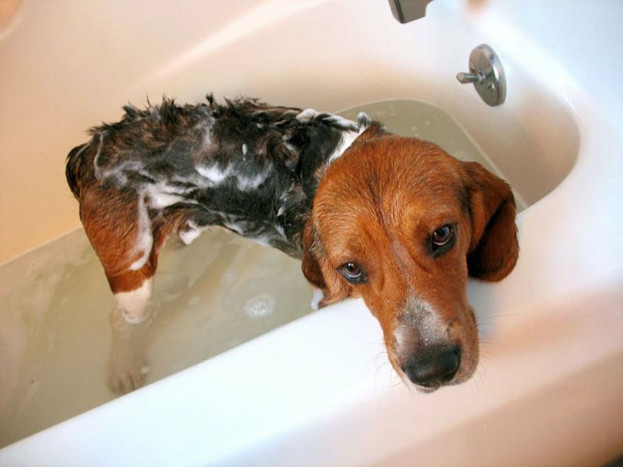 perro en la bañera
