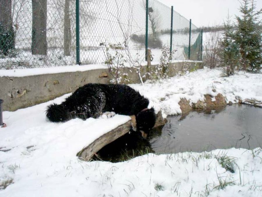perro en la nieve