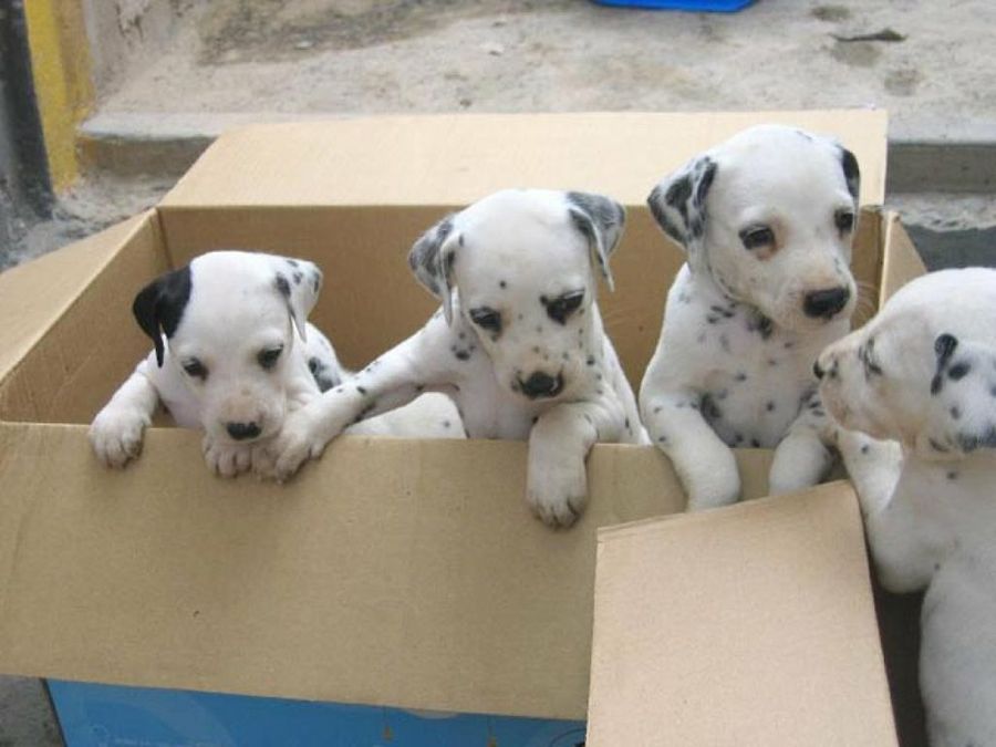 cachorros dálmata