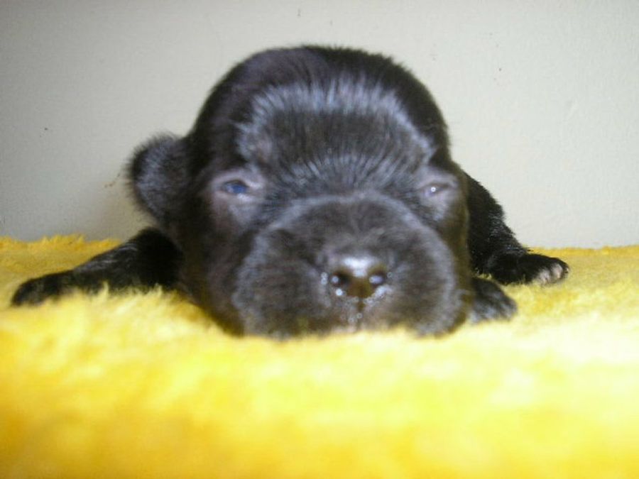cachorro negro