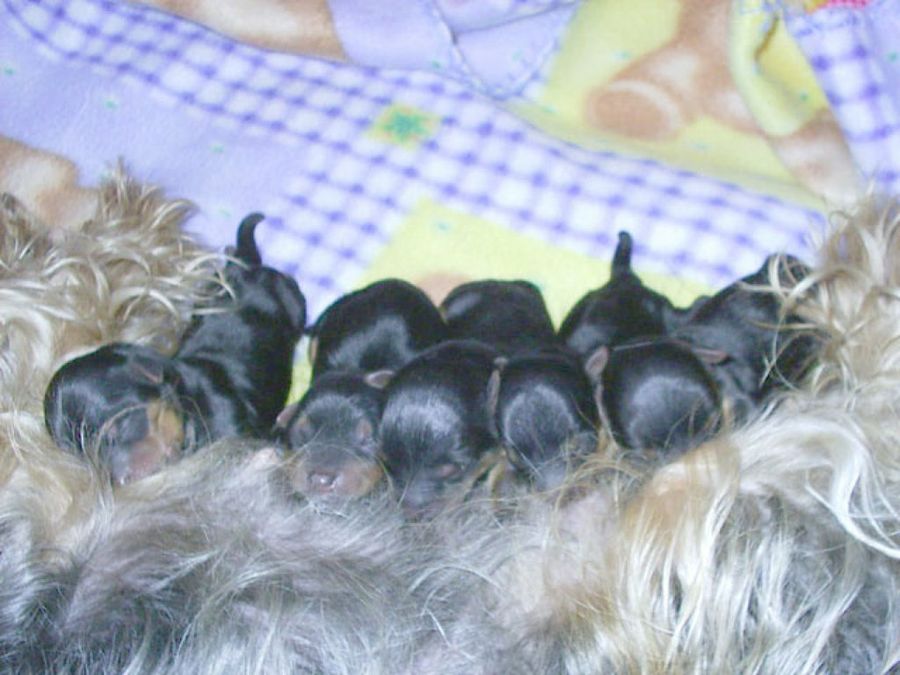 cachorros mamando