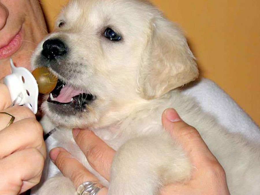 cachorro con chupete