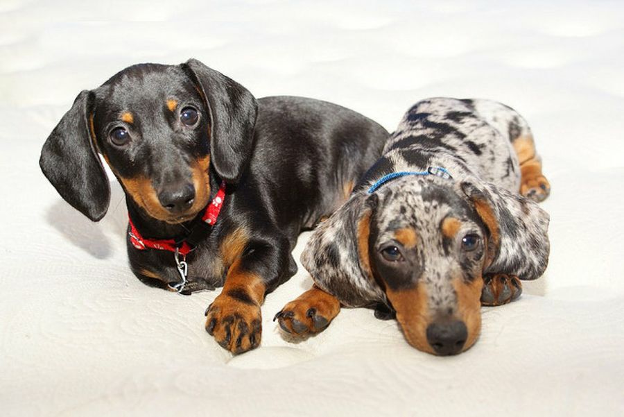 perros pequeños
