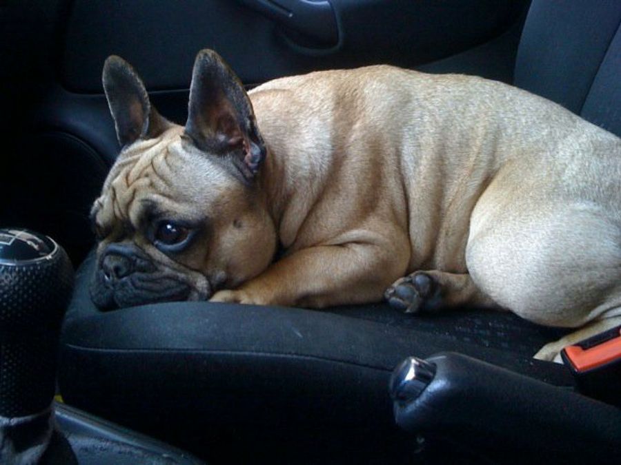 Bulldog 6