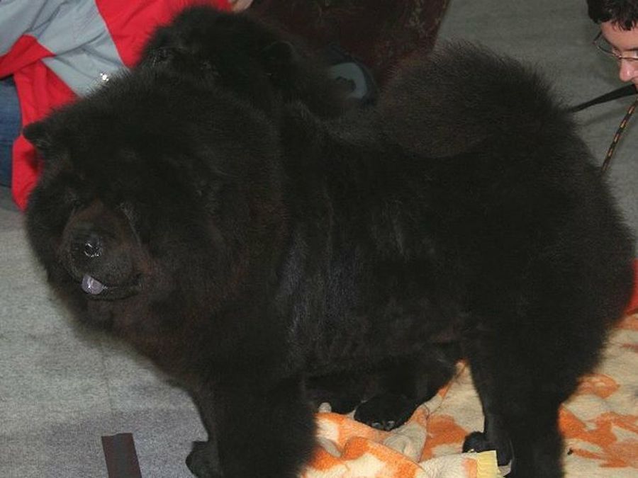 Chow Chow