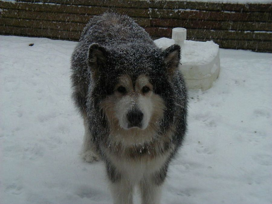 Alaskan Malamute