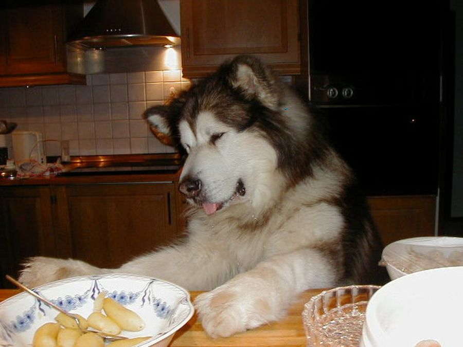 Alaskan Malamute