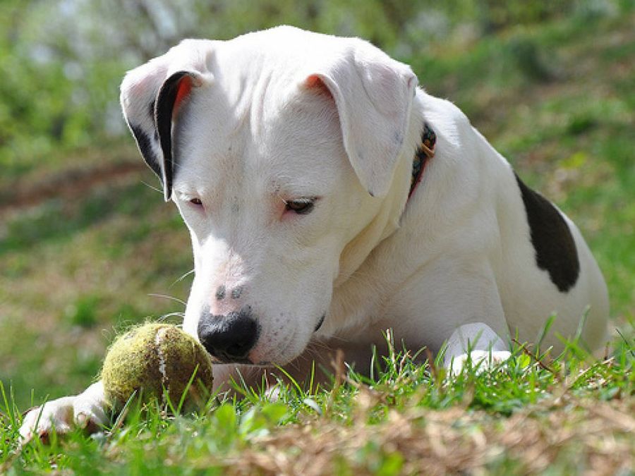 American Pit Bull Terrier