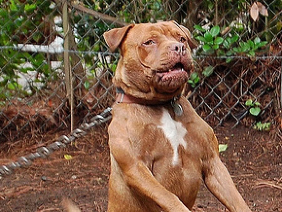 American Pit Bull Terrier