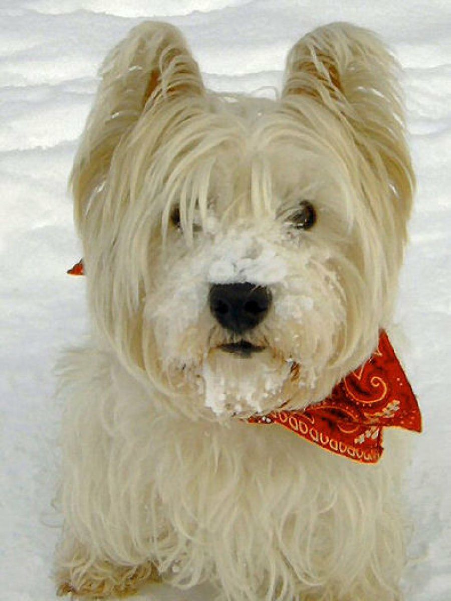 Westie