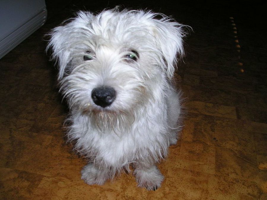 Westie