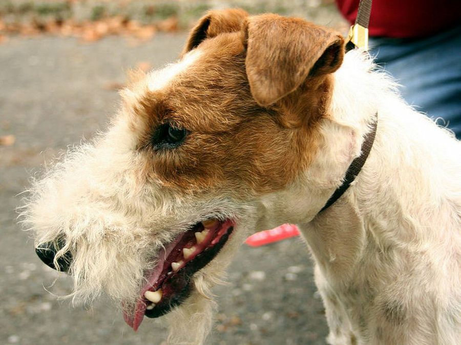 Fox Terrier