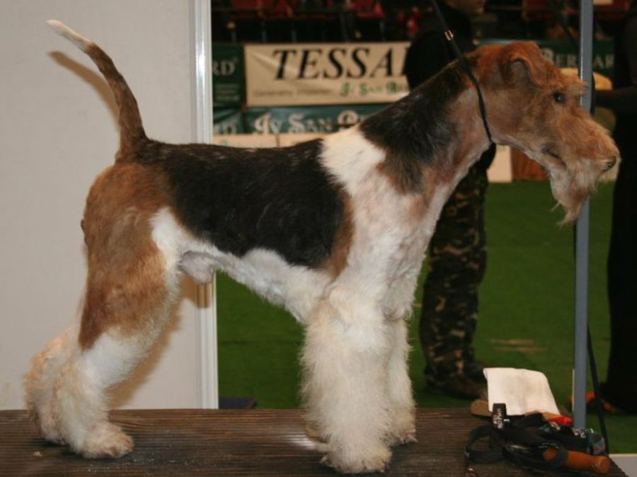 Fox Terrier