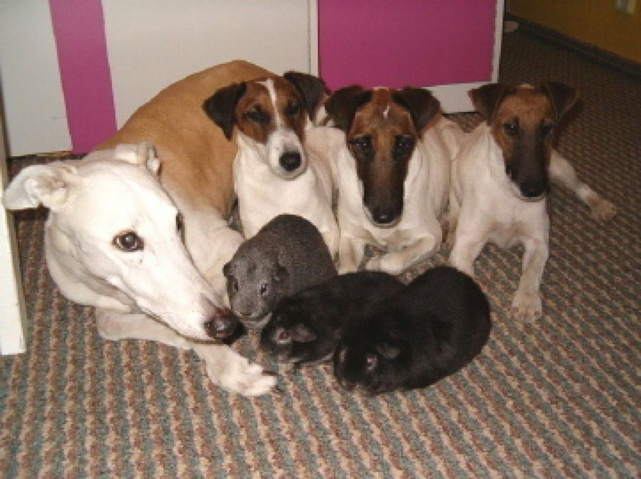 Fox Terrier