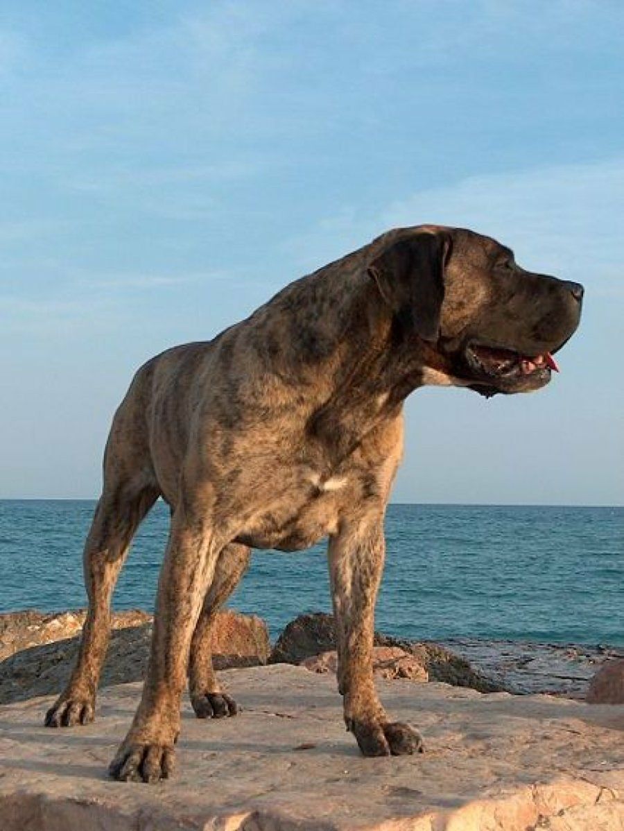 Presa Canario