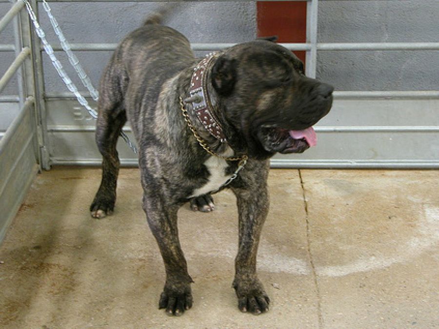 Presa Canario