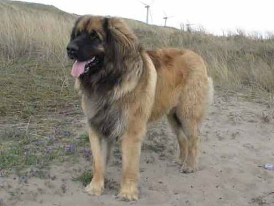 Leonberger