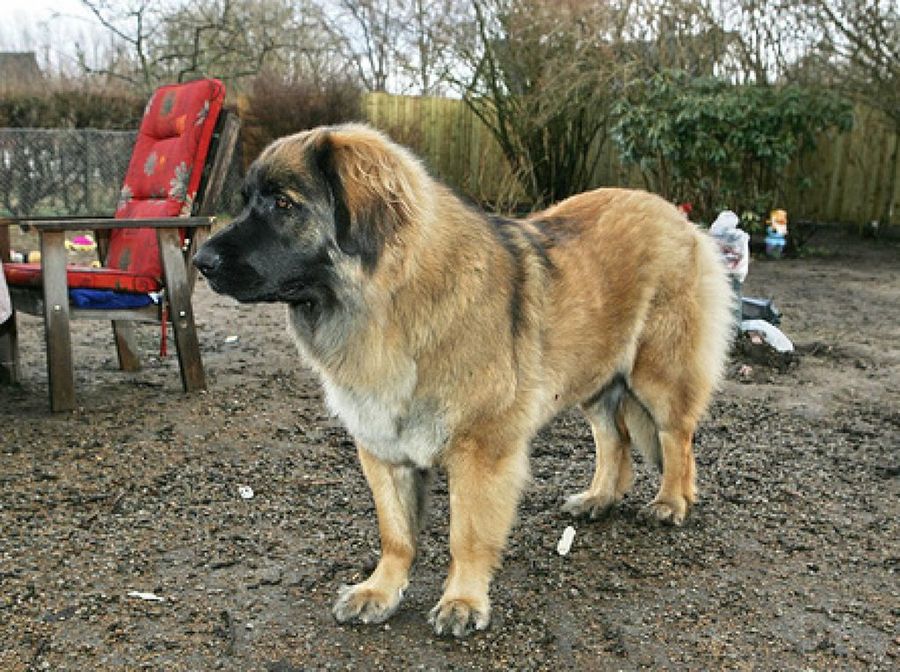 Leonberger