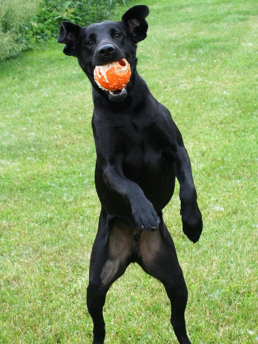 perro