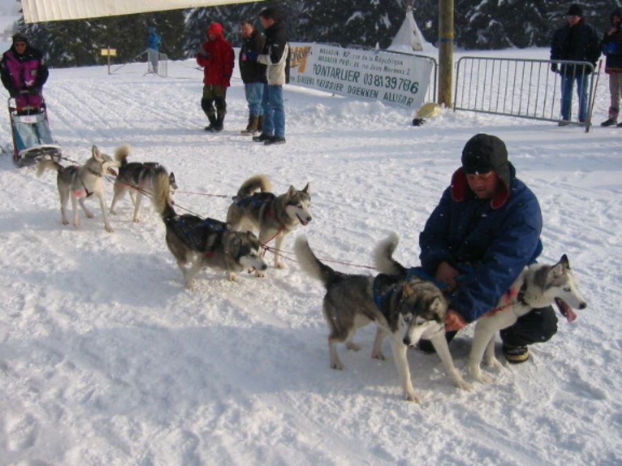 Husky Siberiano