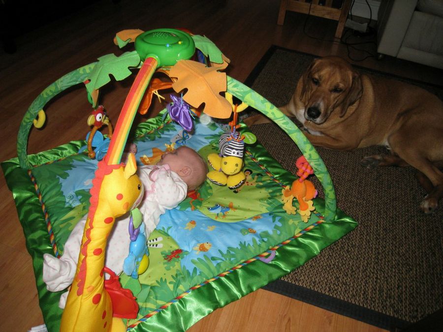 imagen bebé jugando y perro