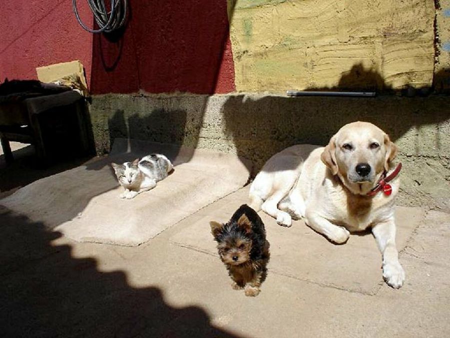 perros y gato