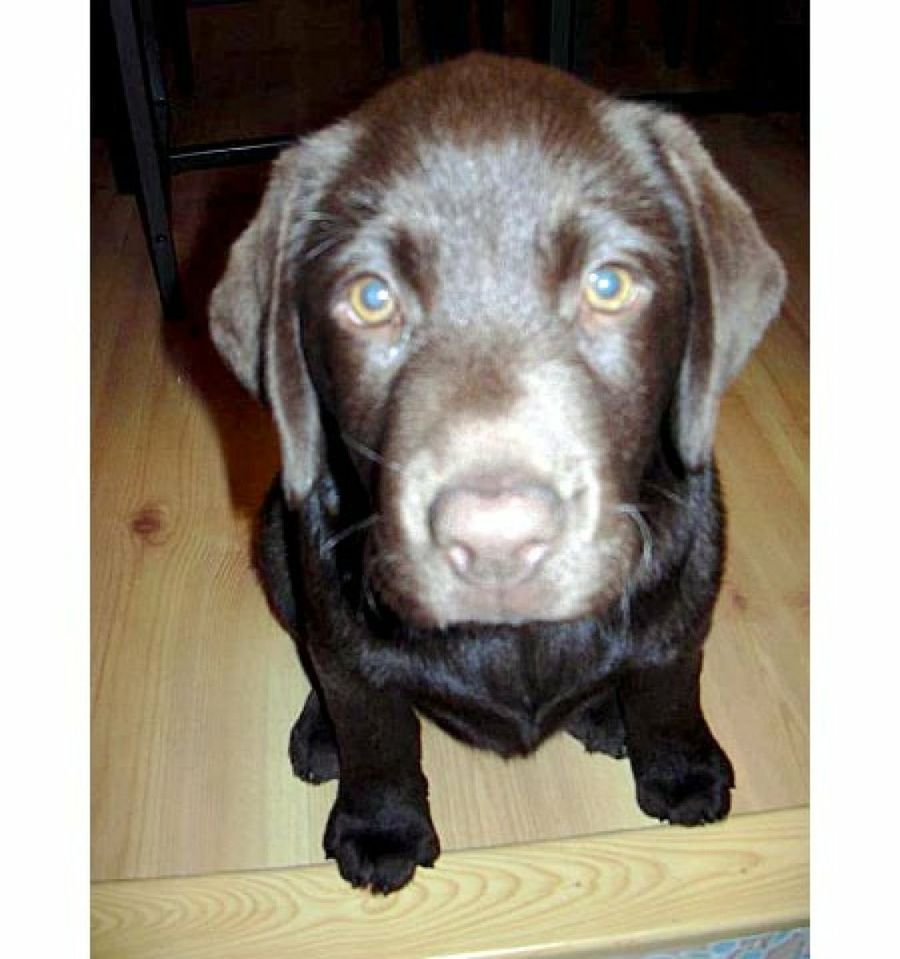 perro marrón