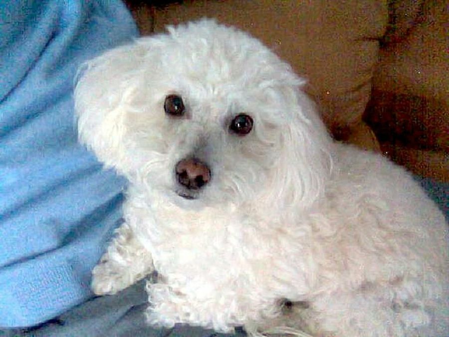 perro blanca