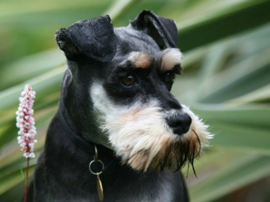 Schnauzer