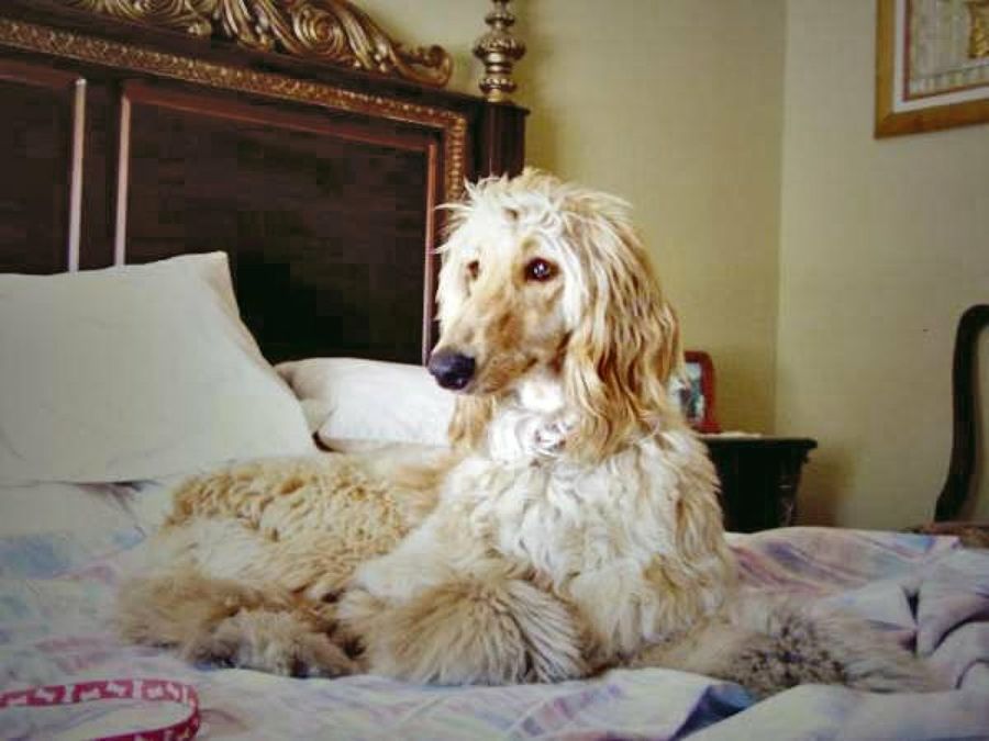 perro grande