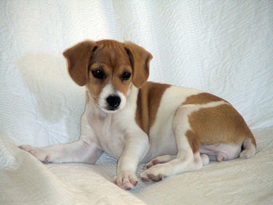 perro pequeño