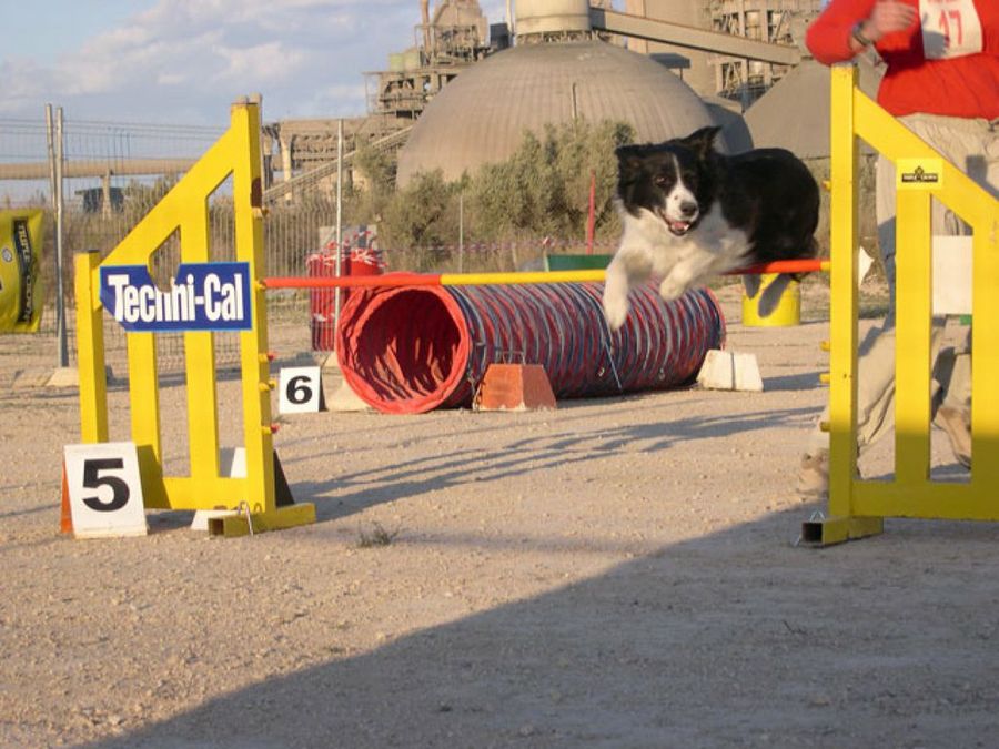 perro compitiendo