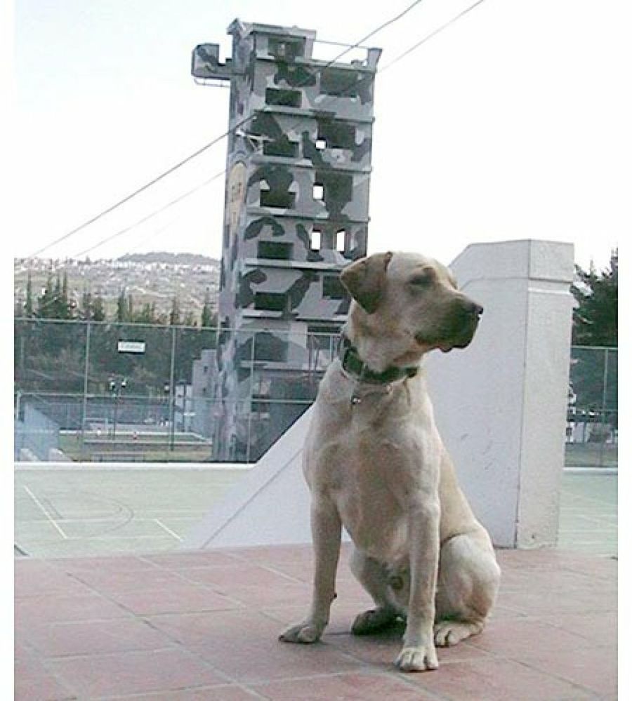 perro labrador