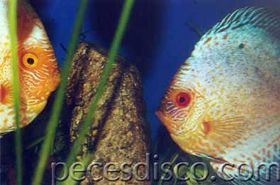 peces disco