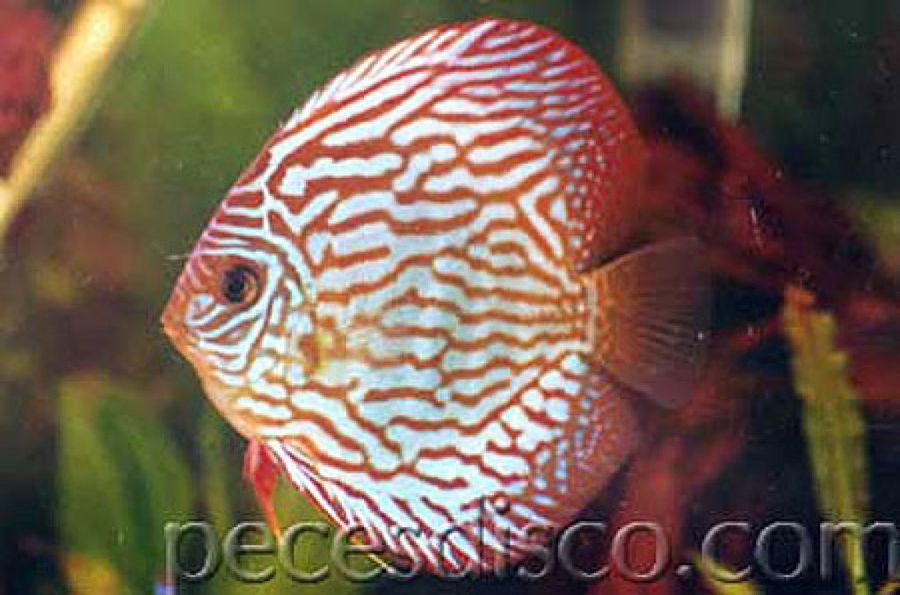 pez disco rojo