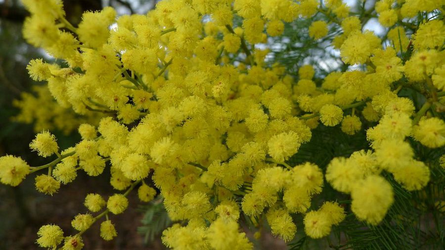 Acacia